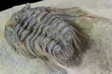 Spiny Leonaspis Trilobite From Morocco #98596-1